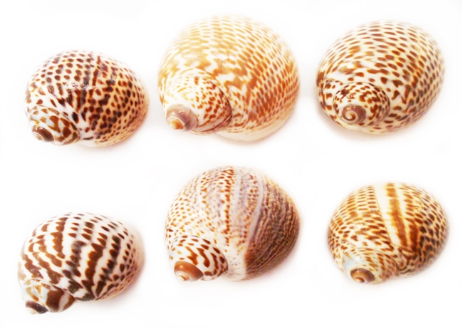 Nautica Tigrina Shells