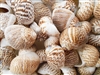 Nautica Tigrina Shells