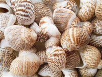 Nautica Tigrina Shells