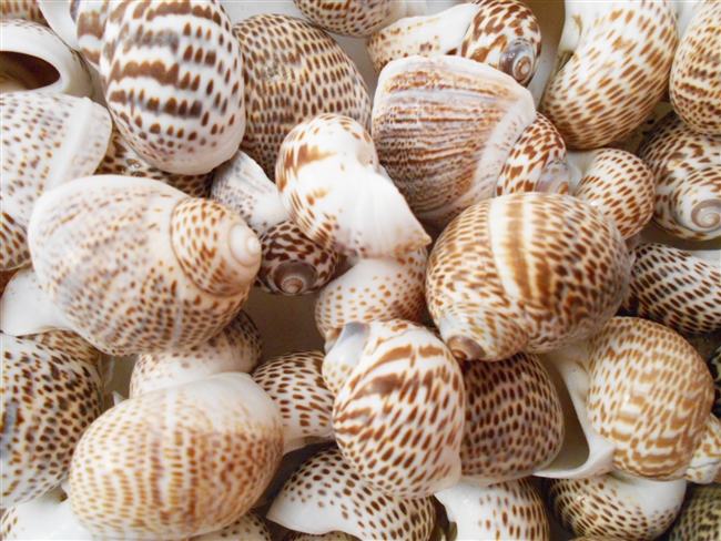 Nautica Tigrina Shells