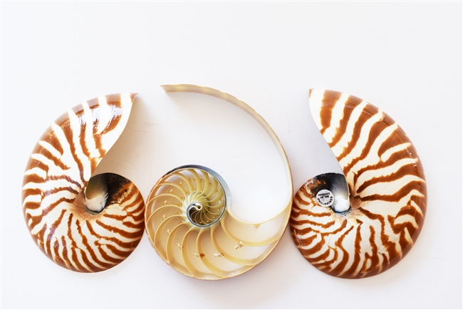 Triple Cut Nautilus