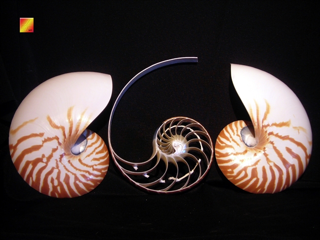 Triple Cut Nautilus