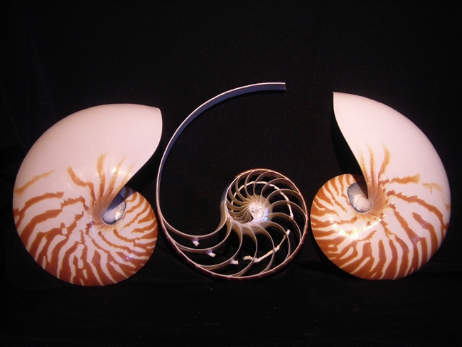 Triple Cut Nautilus