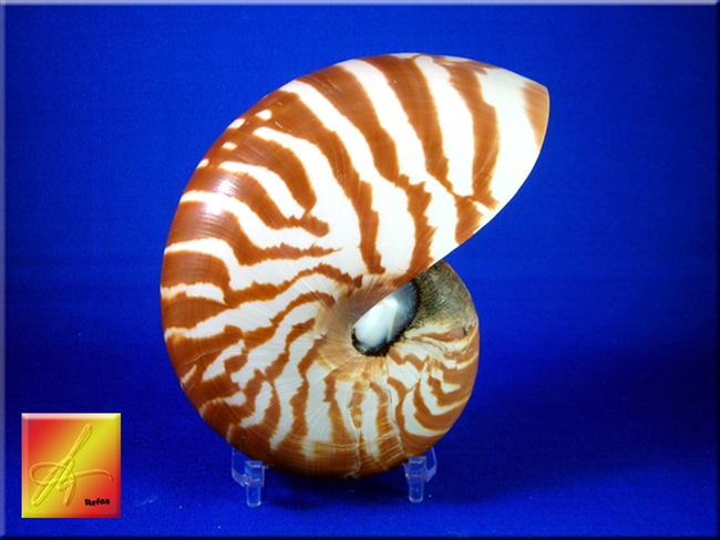 Tiger Nautilus small