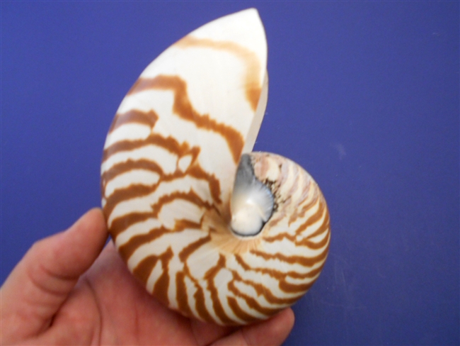 Tiger Nautilus