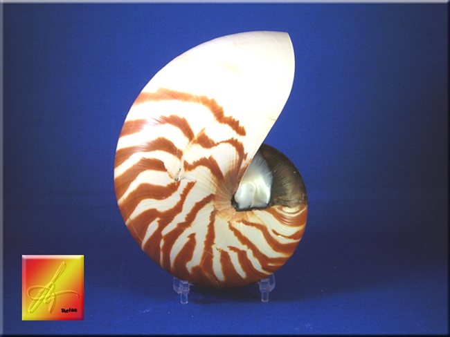 Tiger Nautilus