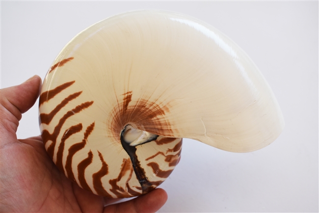 Tiger Nautilus