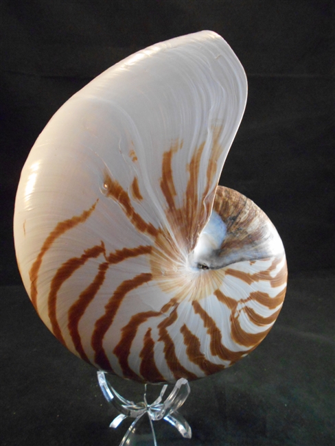 Tiger Nautilus