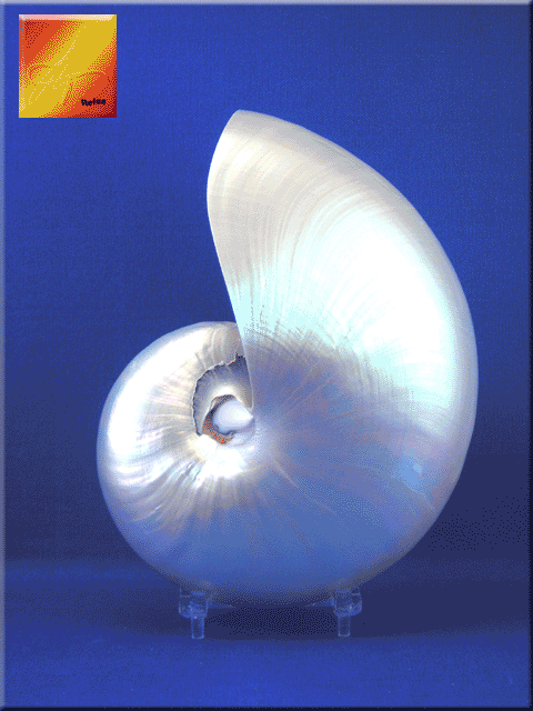 Pearl Nautilus