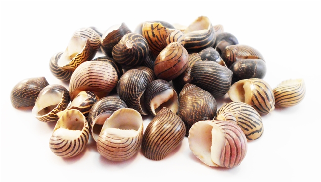 Nerita Columbella
