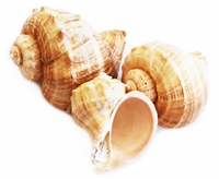 Rapana Whelk Shells