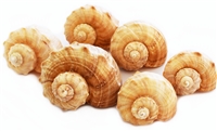 Rapana Whelk Shells