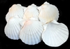 Baking Scallop Shell