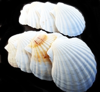 Irish Deep Baking Scallop Shell 4-4.5 - Seashell Supplies - Scallop  Shells Crafts - Irish Baking Shells - Wedding Decor - FREE SHIPPING!