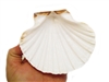 Baking Scallop Shell