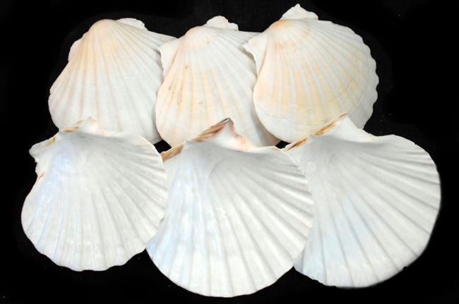 Baking Scallop Shell