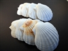 Baking Scallop Shell