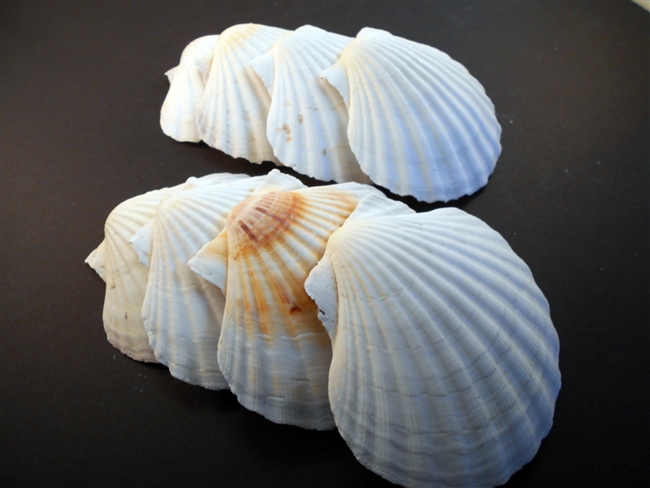 Baking Scallop Shell