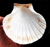 Baking Scallop Shell