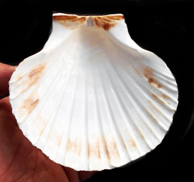 Baking Scallop Shell