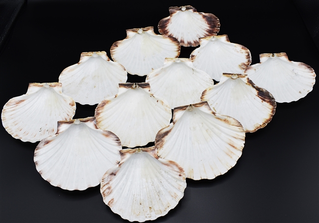 Baking Scallop Shell - XL size