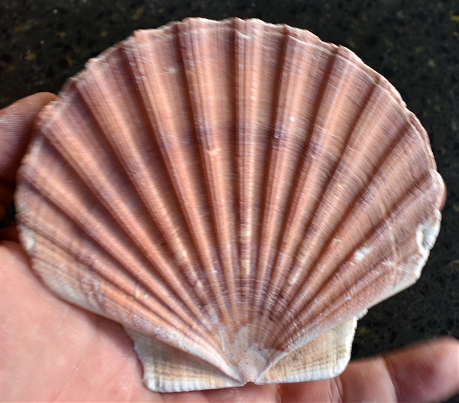 Irish Flat Scallop