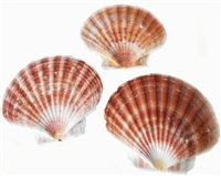 Irish Flat Scallops