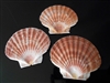 Irish Flat Scallops