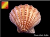 Lions Paw Scallop