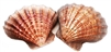 Lions Paw Scallop