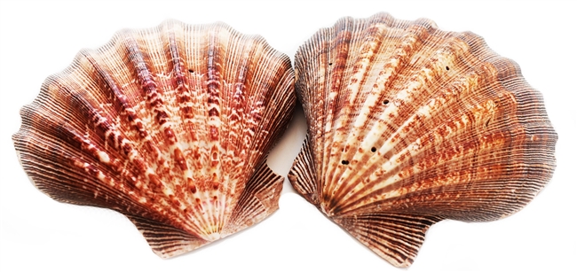 Lions Paw Scallop