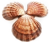Lions Paw Scallop