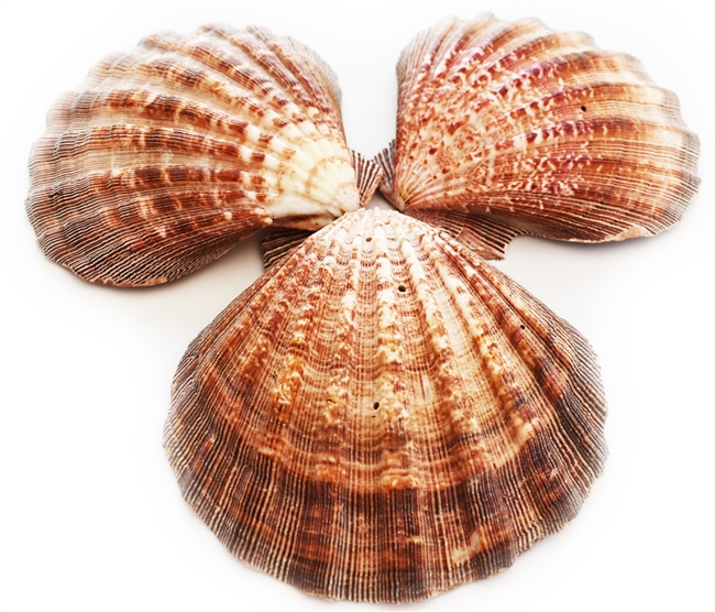 Lions Paw Scallop