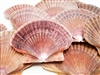 Mexican Flat Scallop