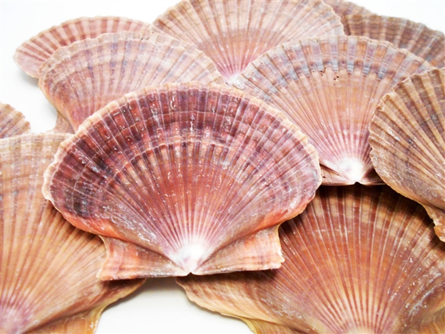 Mexican Flat Scallop