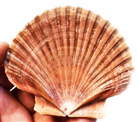 Mexican Flat Scallop
