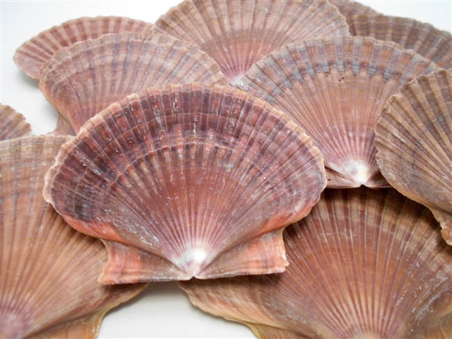Mexican Flat Scallop