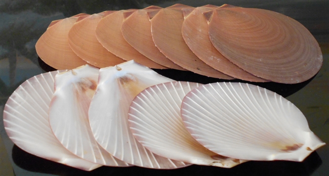 brown sun and moon shells