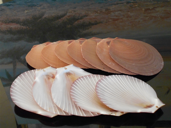 brown sun and moon shells