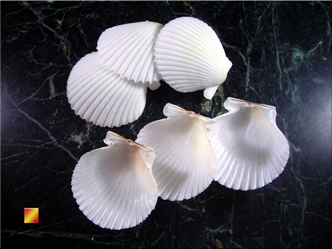 White Scallop