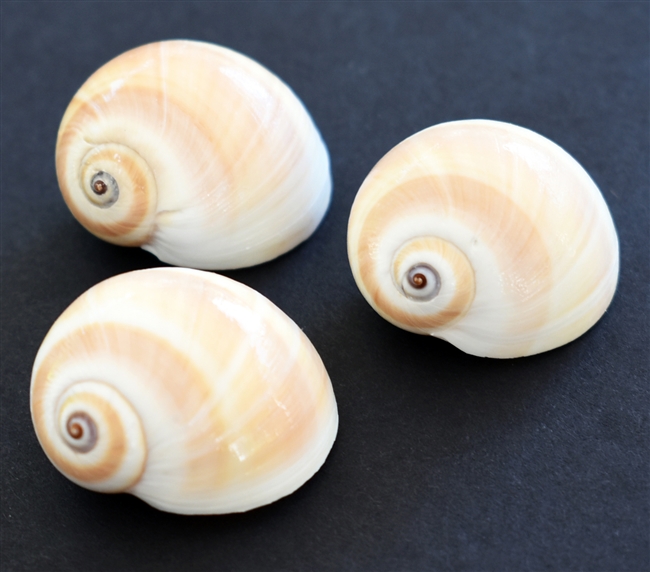 Shark Eye Shells