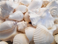 Assorted Sea Shell Mix, Beach Wedding Decor, Sea Shells Bulk, Assorted –  Florida Shells And More