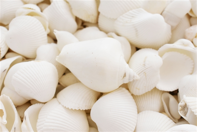 Medium White Shell Mix