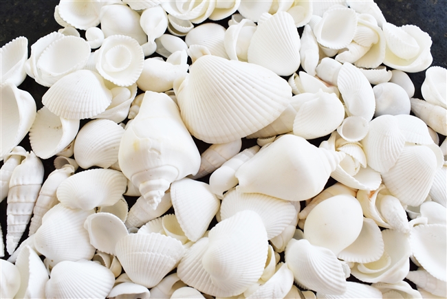 Medium White Shell Mix