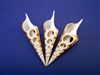 Tibia Shell 4 Cut