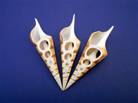 Tibia Shell 4 Cut