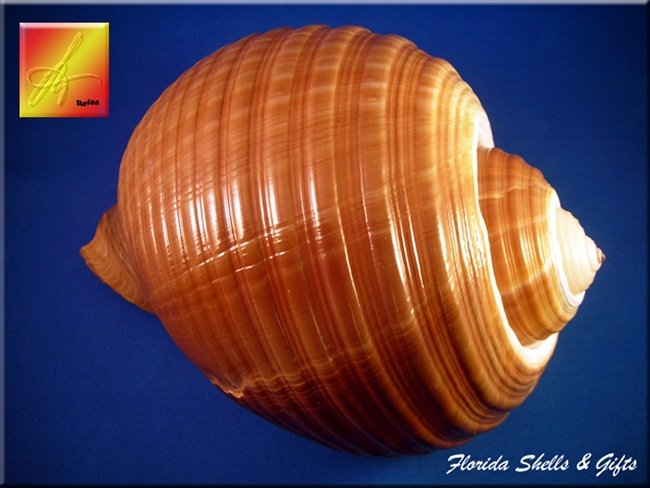 Giant Tun Shell Tonna Olearia