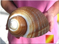 Giant Tun Shell Tonna Olearia