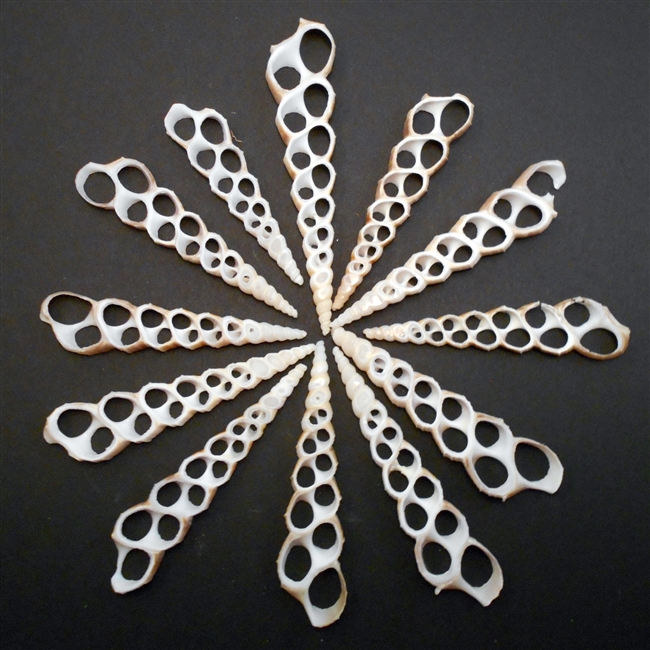 Center Cut Turretella