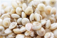 Pearl Umbonium Shells